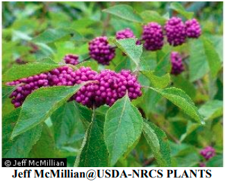 American Beautyberry shrub - image from MDC webpage