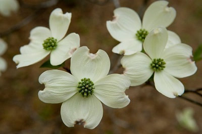 Flowering Dogwood - Picture from MDC webpage