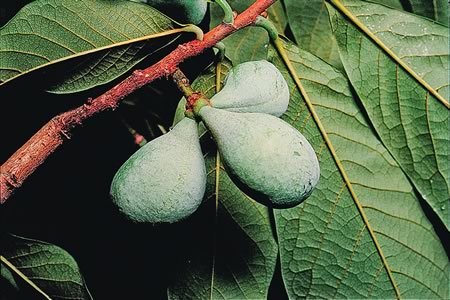 Pawpaw tree - picture from MDC webpage