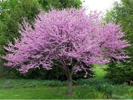 Redbud tree - image from MDC webpage